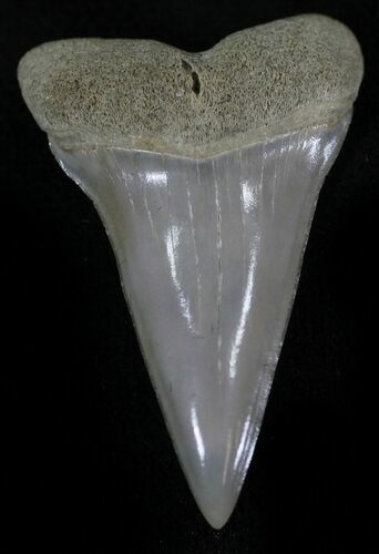 Fossil Mako Shark Tooth - Virginia #25684